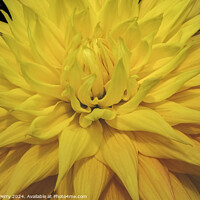 Buy canvas prints of Yellow Giant AC Jeri Dahlia Flower Bellevue Washington by William Perry