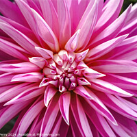 Buy canvas prints of Pink White Stellar Alloway Candy Dahlia Flower Washington by William Perry