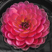 Buy canvas prints of Pink Yellow Carmen Harper Grace Waterlily Dahlia Flower by William Perry