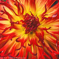 Buy canvas prints of Flame Red Yellow Sandia Comanche Cactus Dahlia Flower  by William Perry