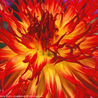 Buy canvas prints of Flame Red Yellow Sandia Comanche Cactus Dahlia Flower  by William Perry