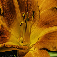 Buy canvas prints of Orange Tawny Daylily Flower Bellevue Washington by William Perry