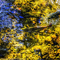 Buy canvas prints of Multi-colored Salmon Issaquah Creek Wahington  by William Perry