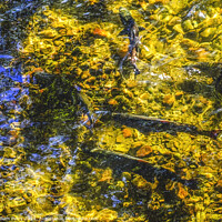 Buy canvas prints of Multi-colored Salmon Issaquah Creek Washington  by William Perry