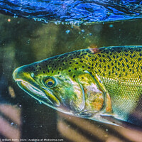 Buy canvas prints of Chinook Salmon Close Up Issaquah Hatchery Washington State by William Perry
