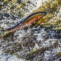 Buy canvas prints of Colorful Pink Salmon Jumping Dam Issaquah Creek Wahington  by William Perry