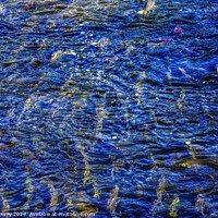 Buy canvas prints of Multi-colored Salmon Issaquah Creek Wahington  by William Perry