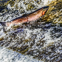 Buy canvas prints of Colorful Pink Salmon Jumping Dam Issaquah Creek Washington  by William Perry