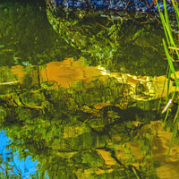 Buy canvas prints of Pine Tree Water Reflection Garden Kinkaku-Ji Golden Pavilion TKy by William Perry