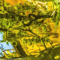 Buy canvas prints of Pine Tree Water Reflection Garden Kinkaku-Ji Golden Pavilion TKy by William Perry