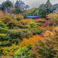 Buy canvas prints of Raining Fall Leaves Tofuku-Ji Buddhist Temple Kyoto Japan by William Perry