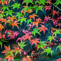 Buy canvas prints of Colorful Fall Leaves Tofuku-Ji Zen Buddhist Temple Kyoto Japan by William Perry