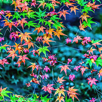 Buy canvas prints of Colorful Fall Leaves Tofuku-Ji Zen Buddhist Temple Kyoto Japan by William Perry
