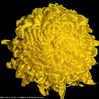 Buy canvas prints of Yellow Giant Japanese Chrysanthemum Flower Kyoto Japan by William Perry