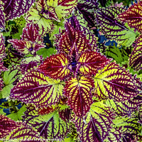 Buy canvas prints of Colorful Green Red Rainbow Japanese Coleus Leaves Kyoto Japan. by William Perry