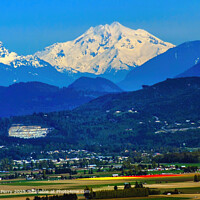 Snowy Mount Baker Tulip Landscape Washington