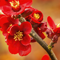 Buy canvas prints of Maroon Red Atsuya Hamada Quince  by William Perry