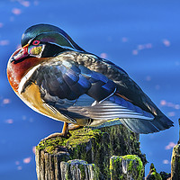 Buy canvas prints of Male Wood Duck Juanita Bay Park Lake Washington Ki by William Perry