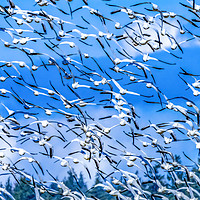 Buy canvas prints of Thousands Snow Geese Flying Skagit Valley Washingt by William Perry