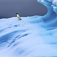 Buy canvas prints of Adelie Penguin Blue Iceberg Closeup Charlotte Bay  by William Perry