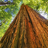 Buy canvas prints of Tall Red Tree Towering Redwood National Park Cresc by William Perry