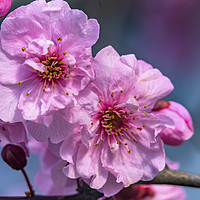 Buy canvas prints of Pink Peach Blossom Blooming Macro Washington  by William Perry