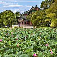 Buy canvas prints of Lotus Garden Summer Palace Park Beijing China by William Perry