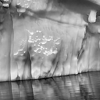 Buy canvas prints of Black White Iceberg Reflection Paradise Bay Antart by William Perry