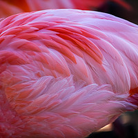 Buy canvas prints of Pink Caribbean Flamingo Feathers by William Perry