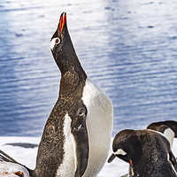 Buy canvas prints of Gentoo Penguin Crying Rookery Damoy Point Antarcti by William Perry