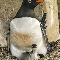 Buy canvas prints of Gentoo Penguin Chick Damoy Point Antarctica by William Perry