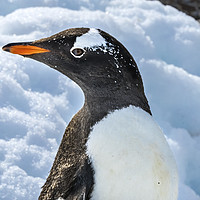 Buy canvas prints of Gentoo Penguin Damoy Point Antarctica by William Perry