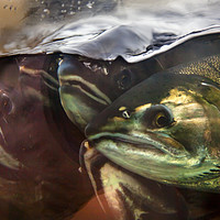 Buy canvas prints of Fear Chinook Coho Salmon Issaquah Hatchery Washing by William Perry