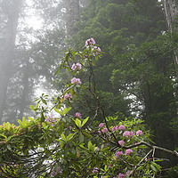 Buy canvas prints of Towering Redwoods Pink Rhododendron National Park  by William Perry