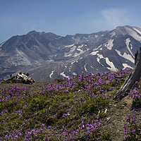 Buy canvas prints of Snowy Mount Saint Helens Washington State by William Perry