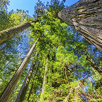 Buy canvas prints of Tall Trees Towering Redwoods National Park Crescen by William Perry