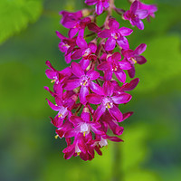 Buy canvas prints of Pink Flowering Currant by William Perry