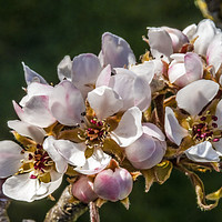 Buy canvas prints of White Pear Blossoms Blooming  by William Perry