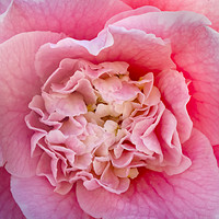 Buy canvas prints of Pink Camellia  by William Perry
