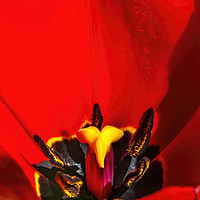Buy canvas prints of Red Darwin Tulip Blooming  by William Perry
