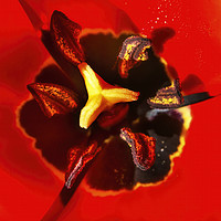 Buy canvas prints of Red Darwin Tulip Blooming  by William Perry