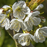 Buy canvas prints of White Plum Blossoms Blooming by William Perry