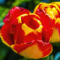 Buy canvas prints of Red Yellow Banja Luka Tulips Blooming Macro by William Perry