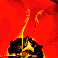 Buy canvas prints of Red Yellow Tulip Blooming by William Perry