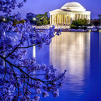 Buy canvas prints of Jefferson Memorial Cherry Blossoms Washington DC by William Perry