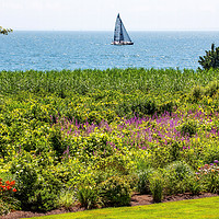 Buy canvas prints of Padnaram Summer Sailboats Ocean Flowers Dartmouth  by William Perry