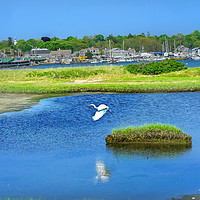 Buy canvas prints of Great White Egret New Padanaram Harbor Dartmouth M by William Perry