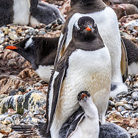 Buy canvas prints of Gentoo Penguin Family Chick Yankee Harbor Antarcti by William Perry