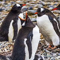 Buy canvas prints of Gentoo Penguins Crying Yankee Harbor Greenwich Isl by William Perry