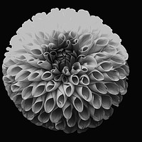 Buy canvas prints of Black and White Pompom Dahlia Blooming Macro by William Perry